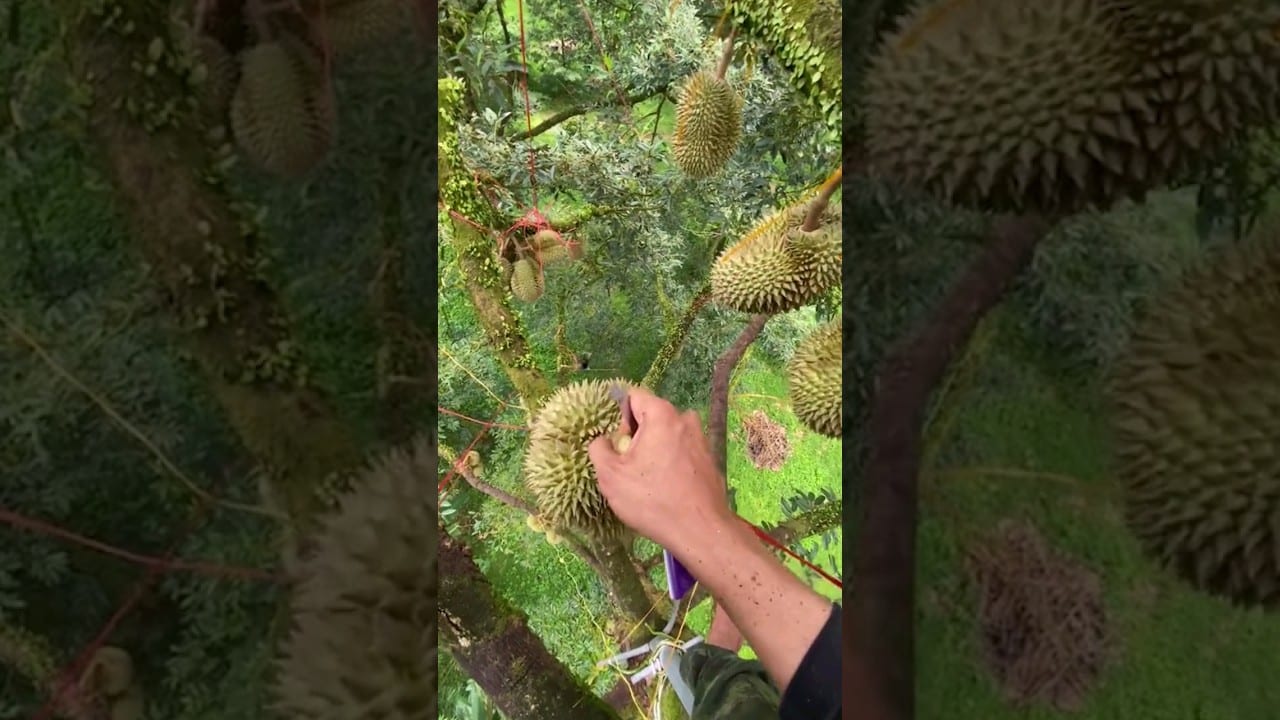 Fruta parecida al melocoton