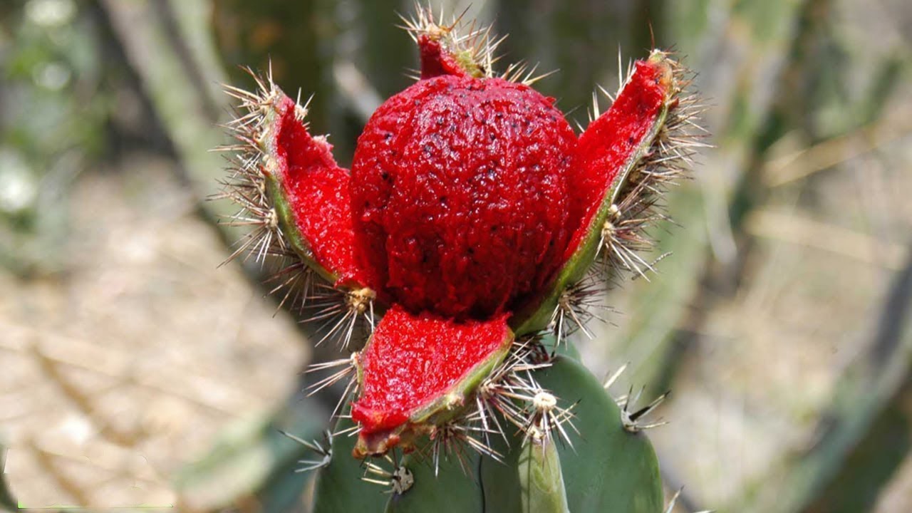 Frutas exoticas