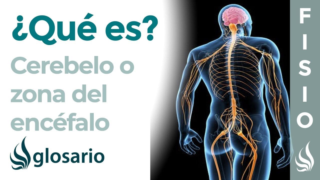 Funcion cerebelo