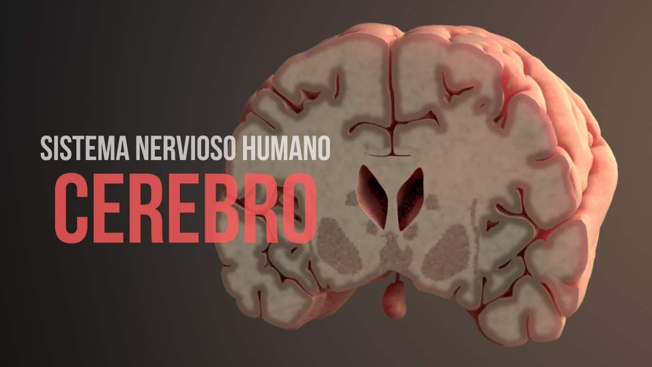 Funcion cerebro