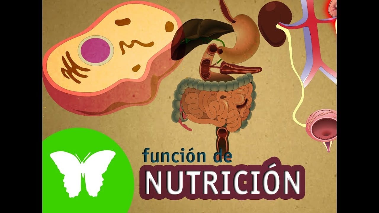Función de nutrición