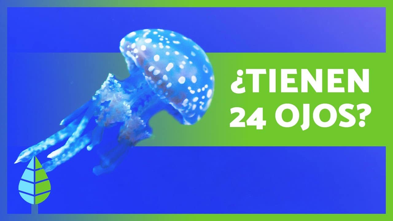 Las medusas tienen cerebro