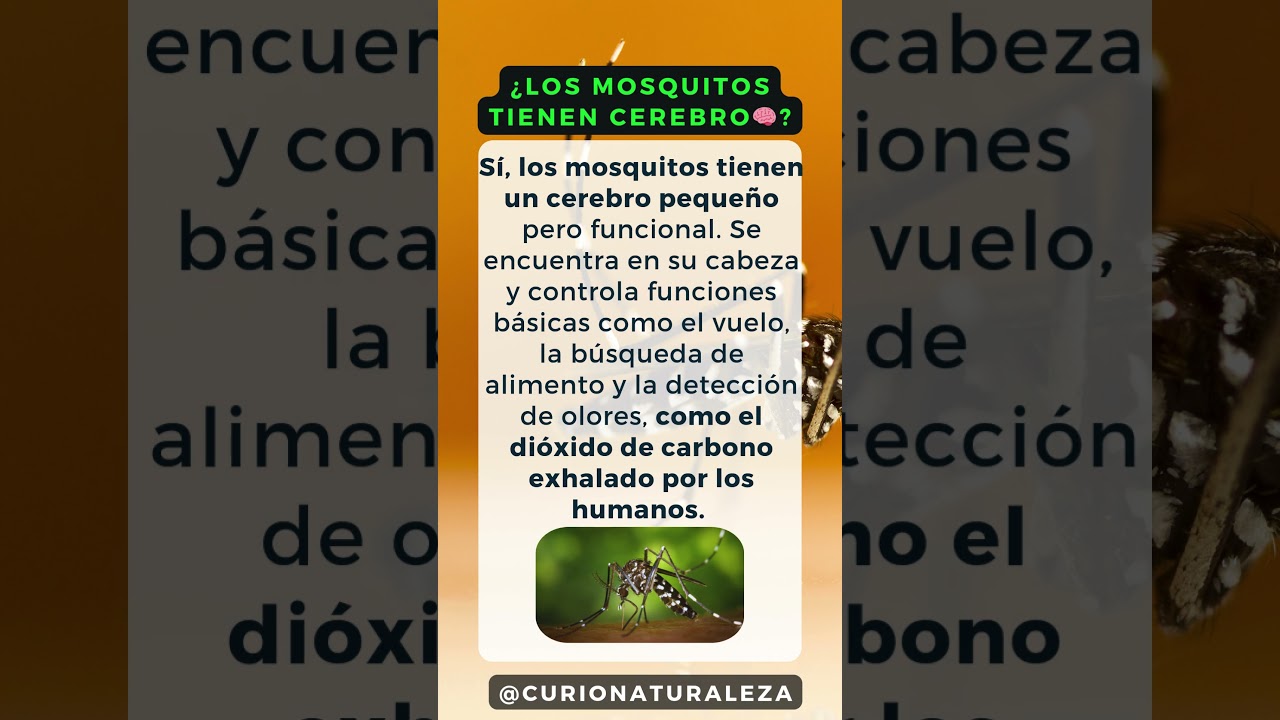 Los mosquitos tienen cerebro