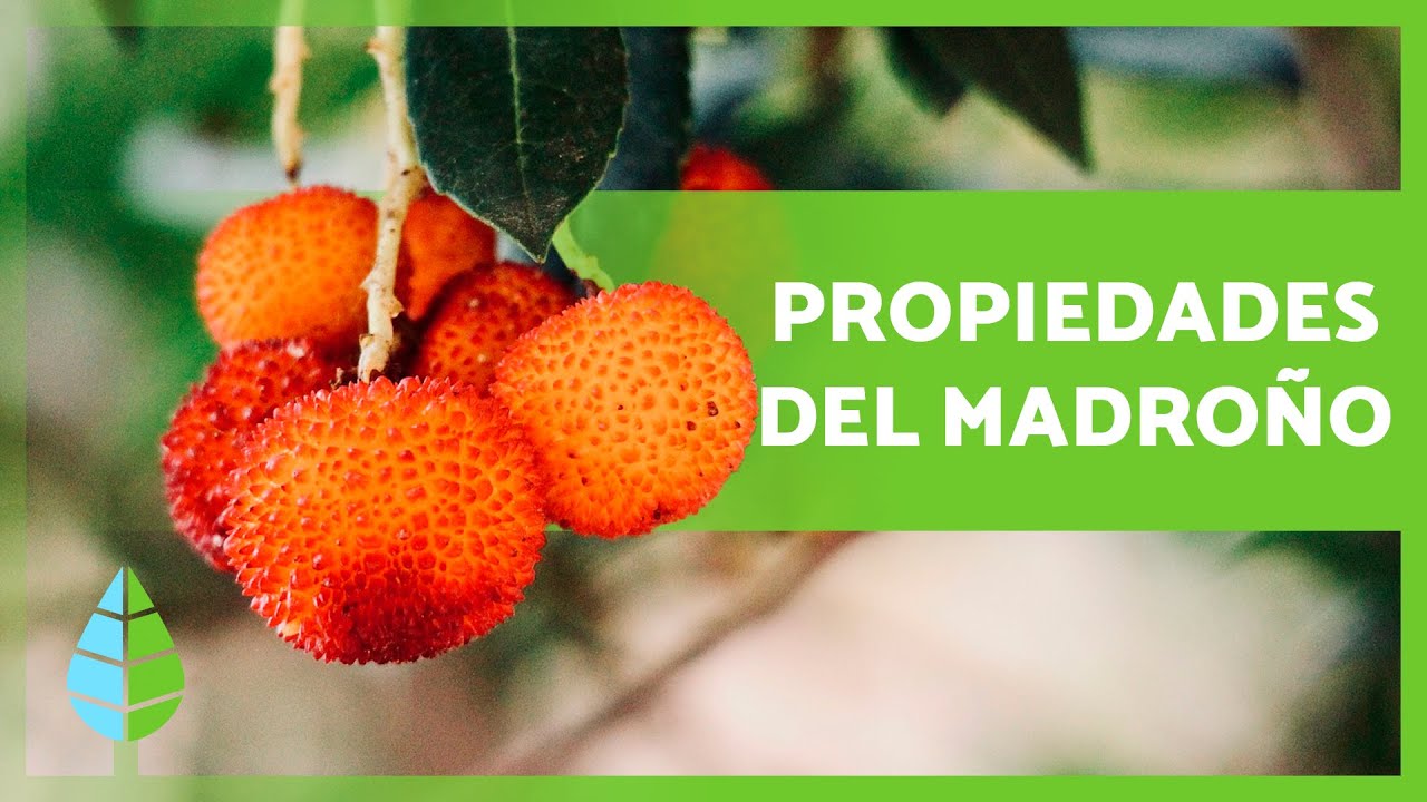 Madroño fruta