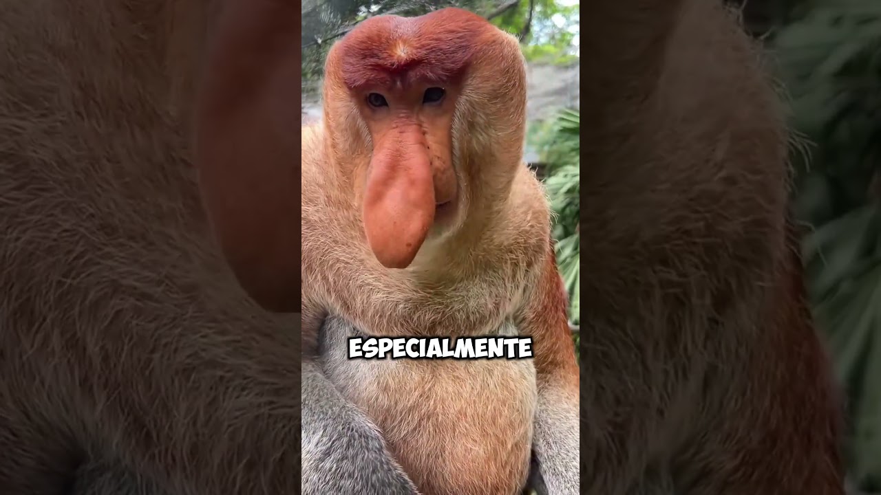 Narizones fruta