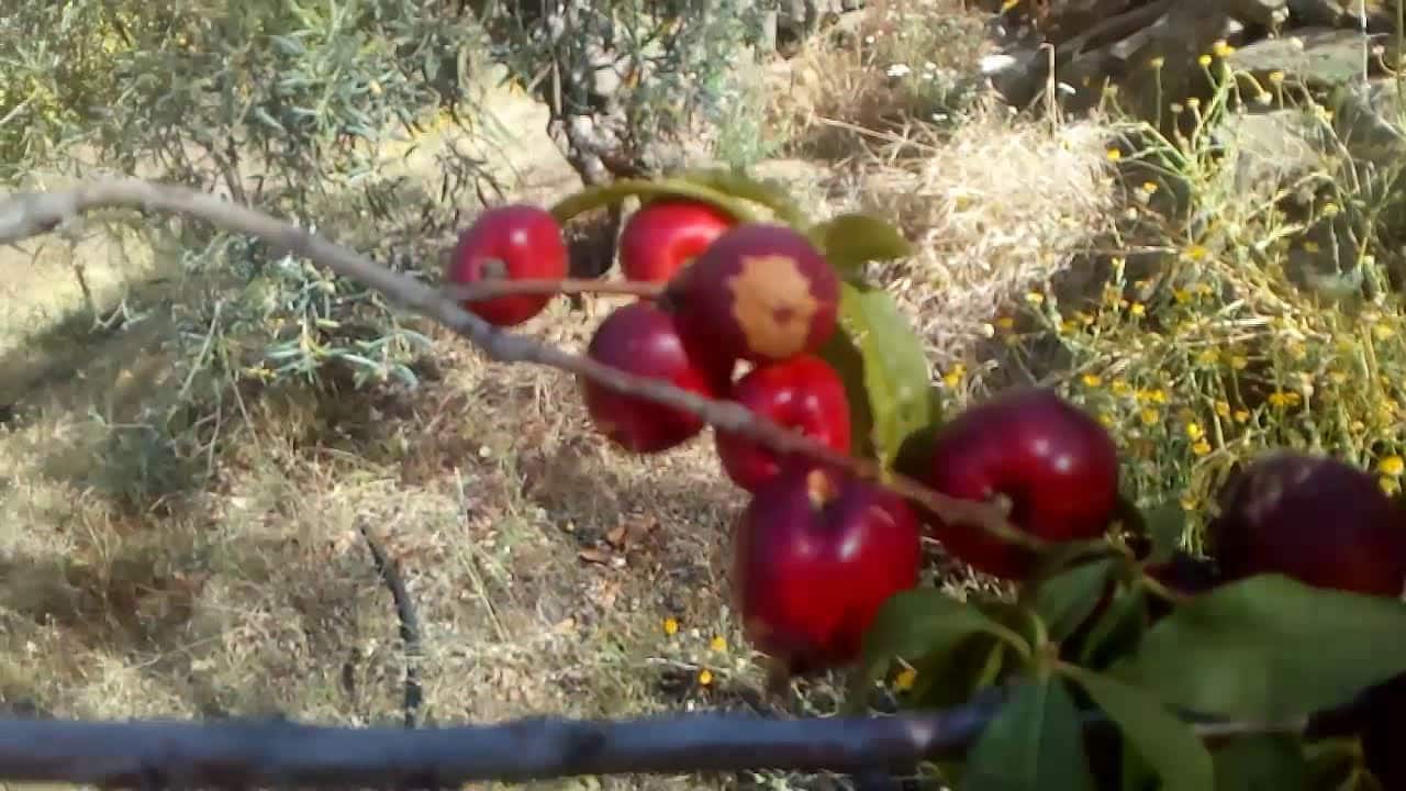 Nectarina