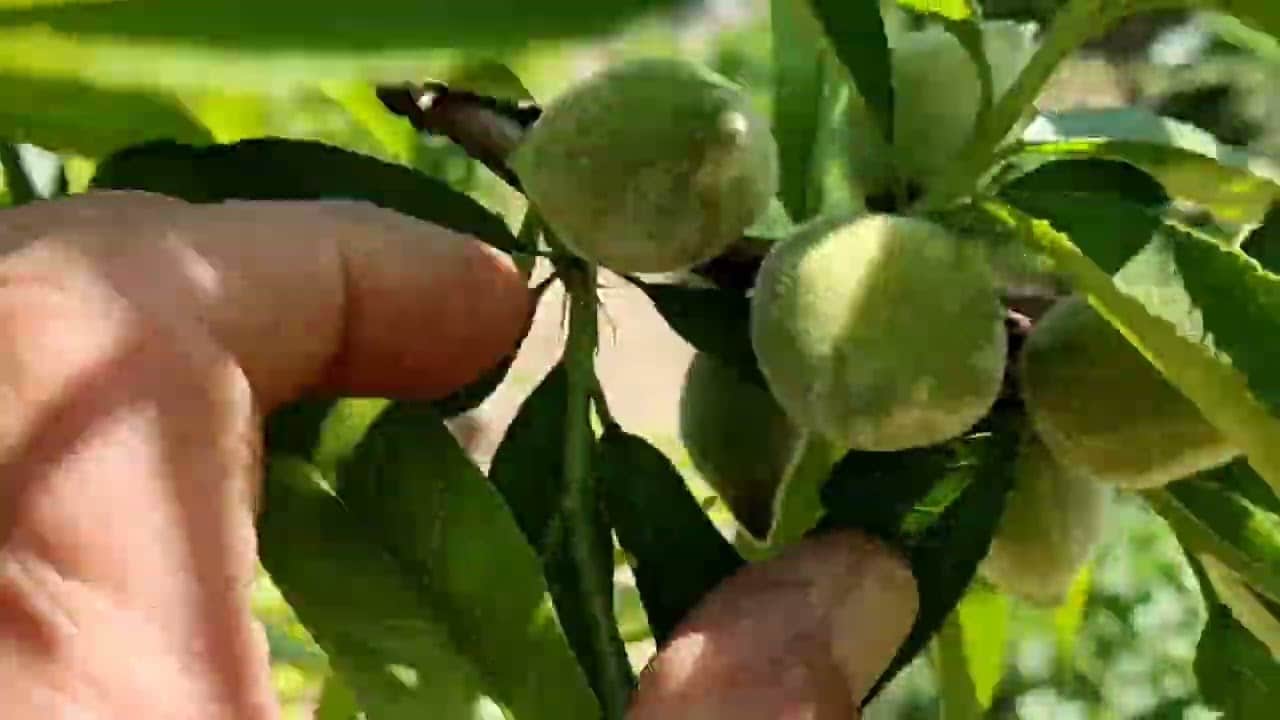 Paraguayo fruta