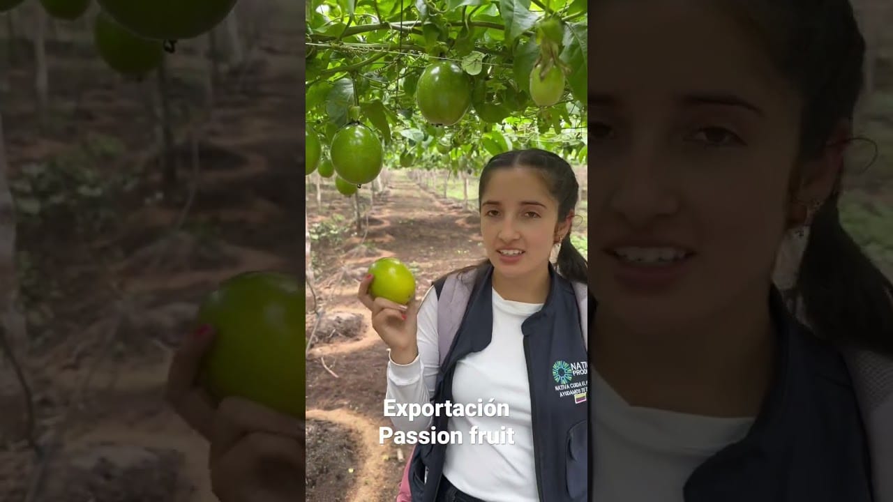 Parchita fruta