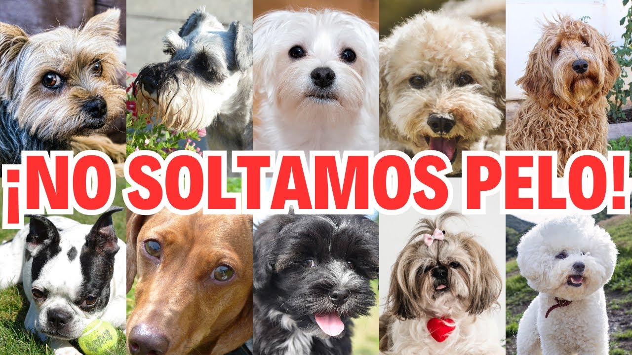 Perros que no sueltan pelo
