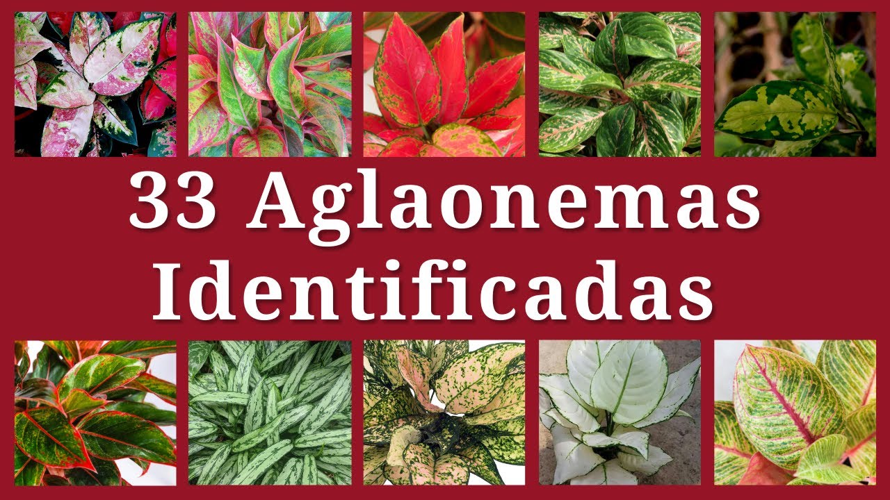 Planta aglaonema