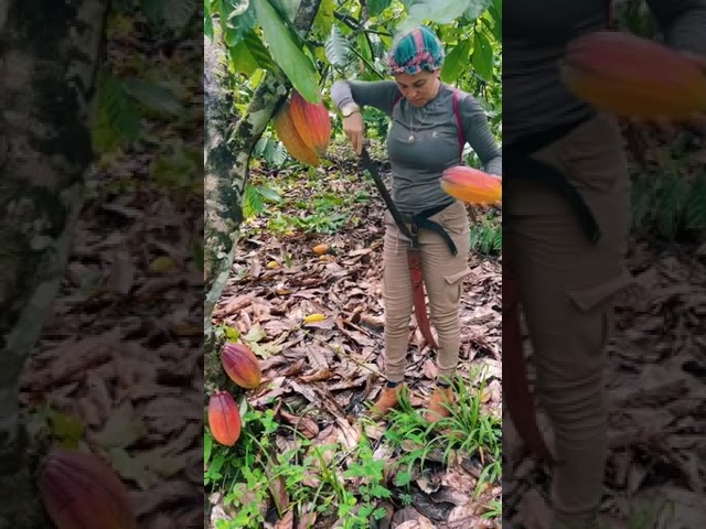 Planta de cacao