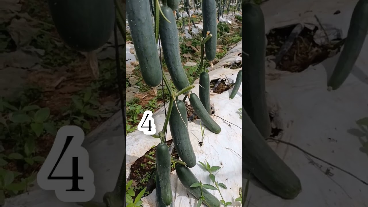 Planta de pepino