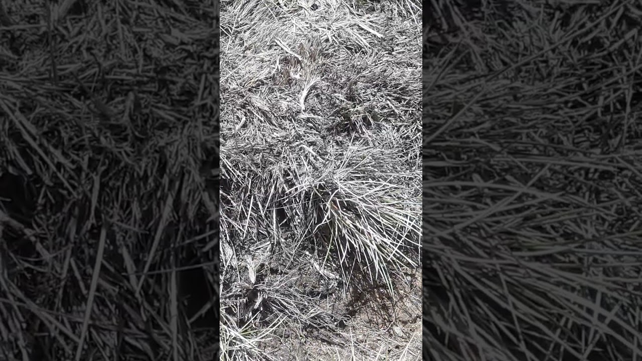 Planta gramínea que crece en la puna