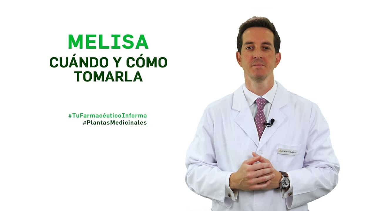 Planta melisa