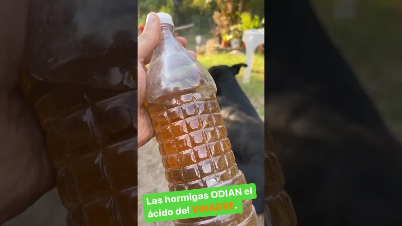 Remedios caseros para matar hormigas