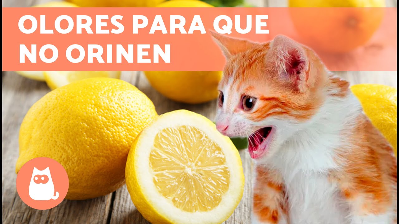 Remedios caseros para que el gato no orine en la casa