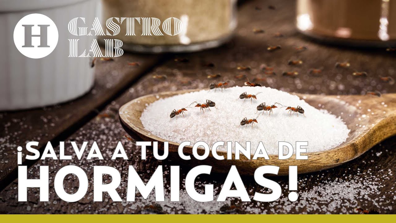 Remedios para las hormigas en casa