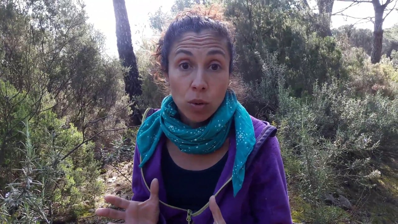 Romaní planta