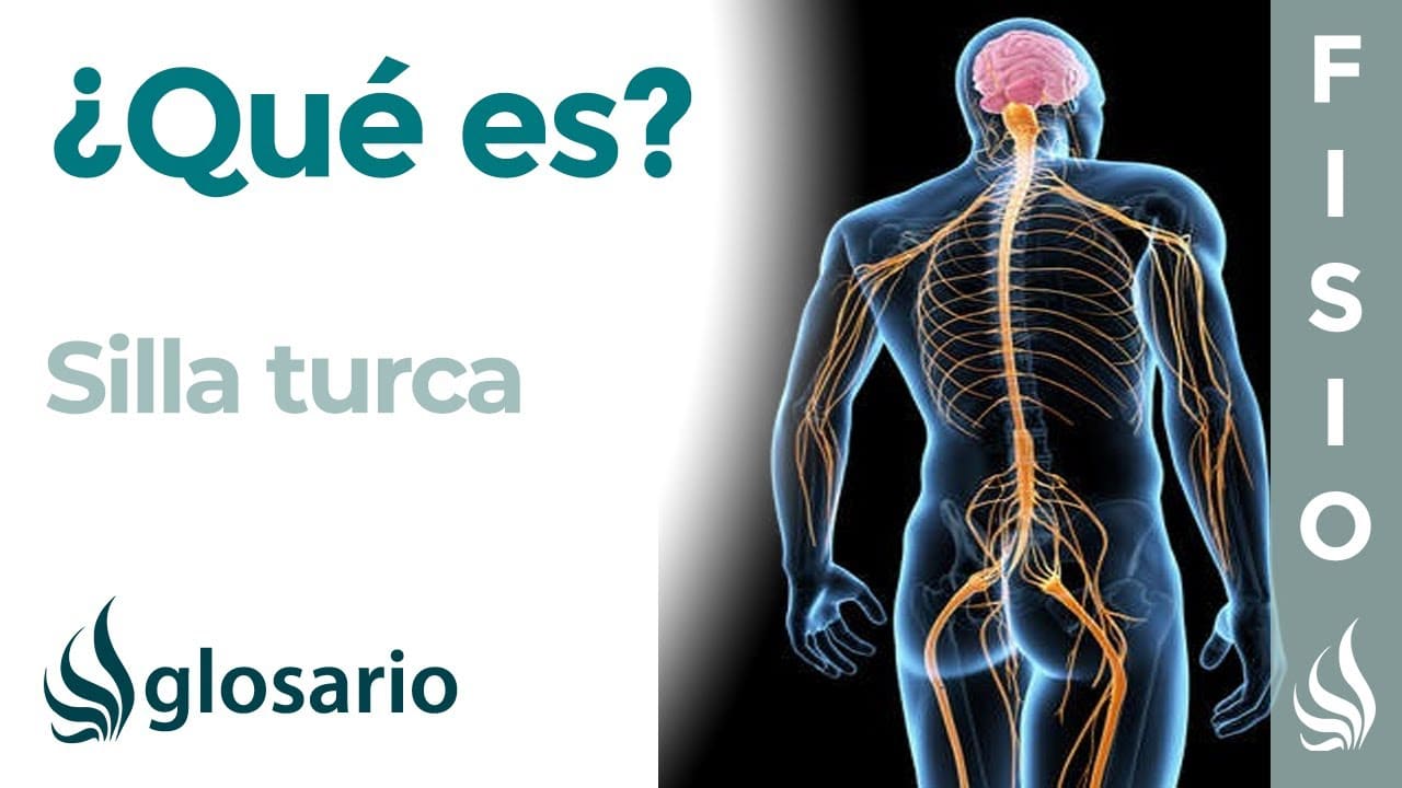 Silla turca cerebro