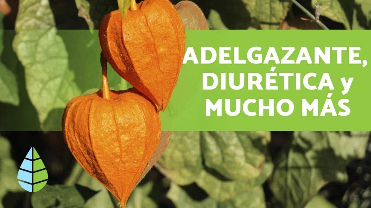 Uchuva fruta