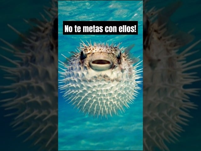 Una mantarraya pertenece al grupo de los vertebrados