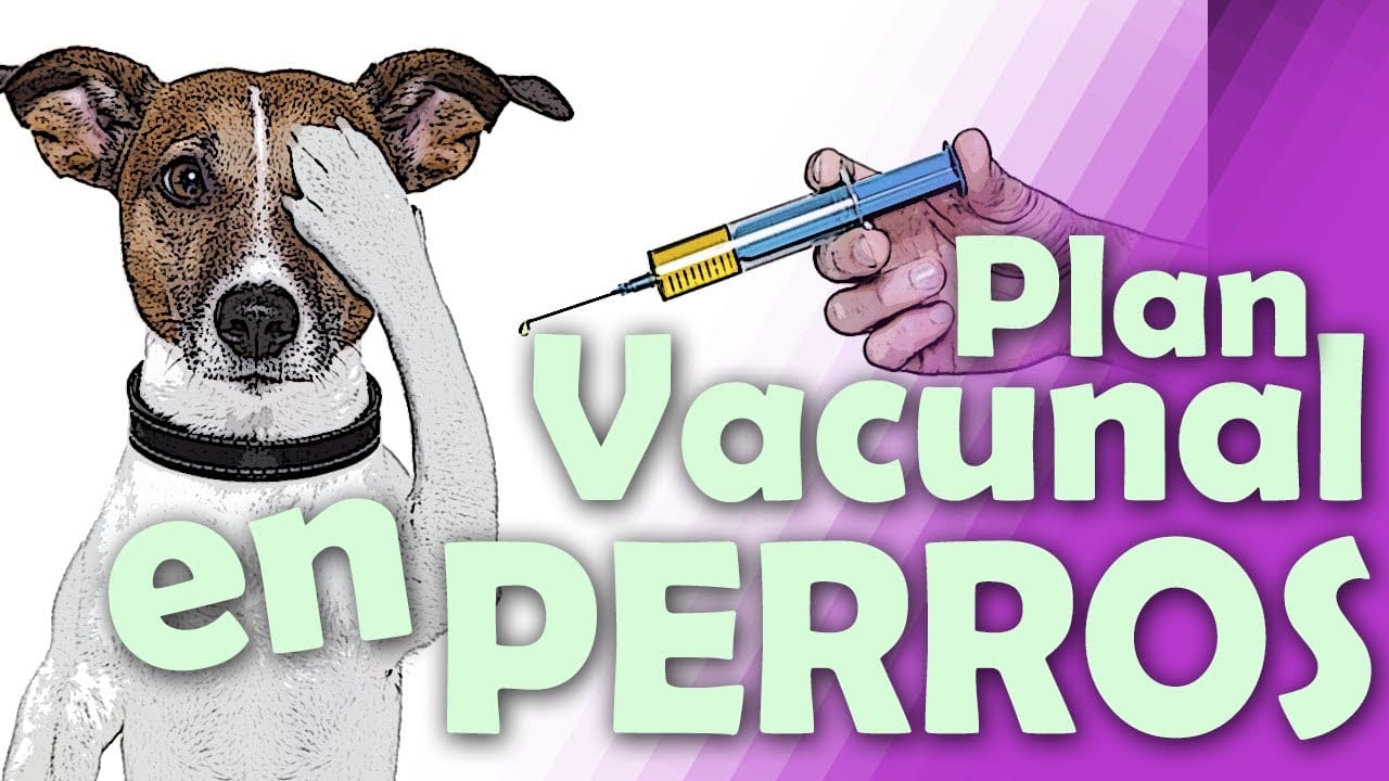 Vacuna trivalente perros
