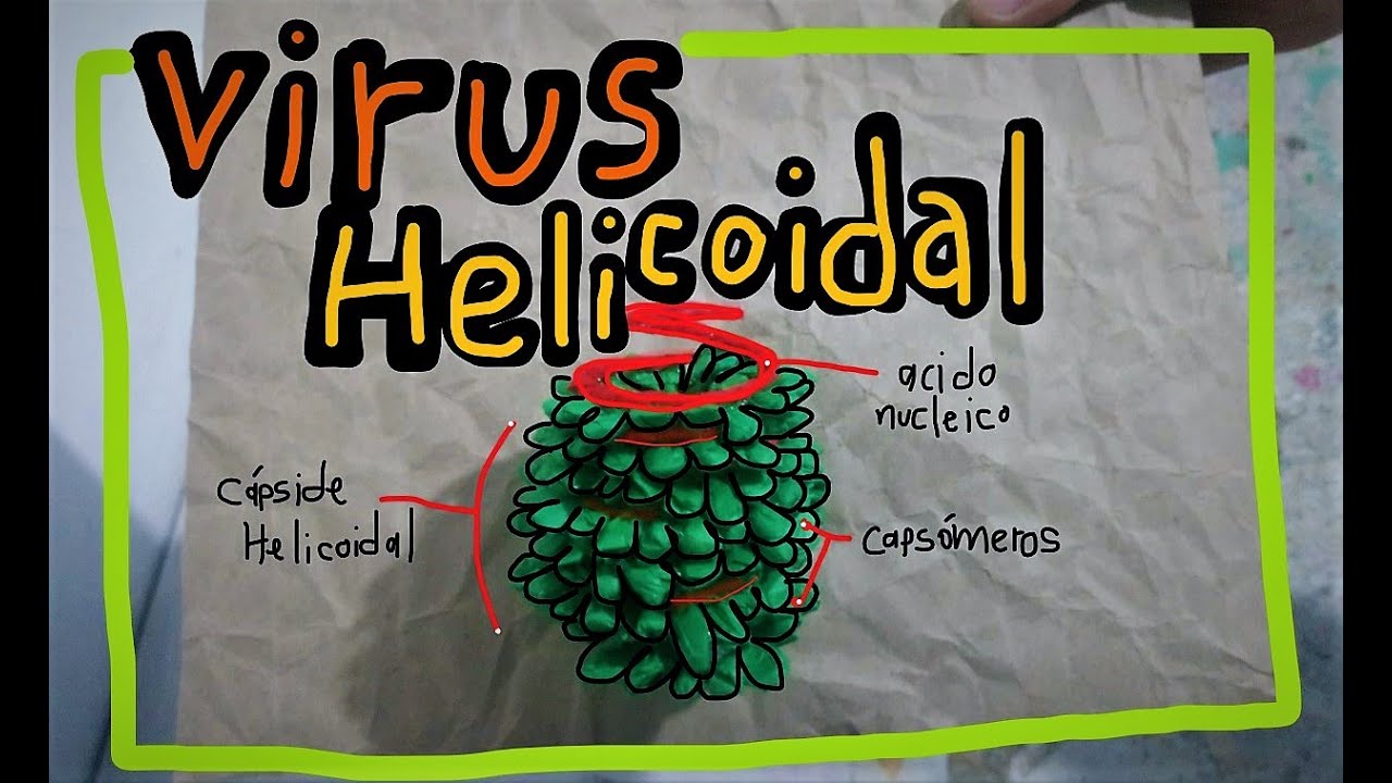 Virus helicoidales