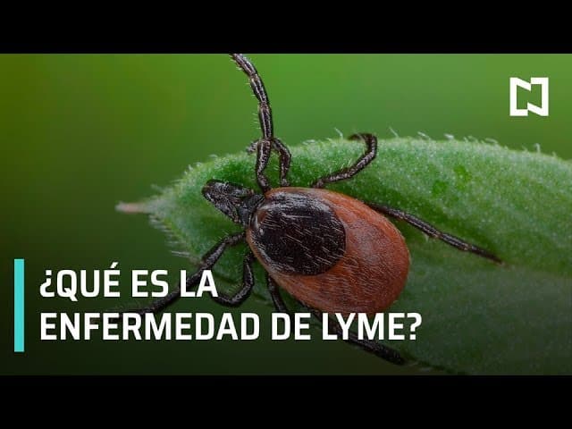 Lyme Que Es