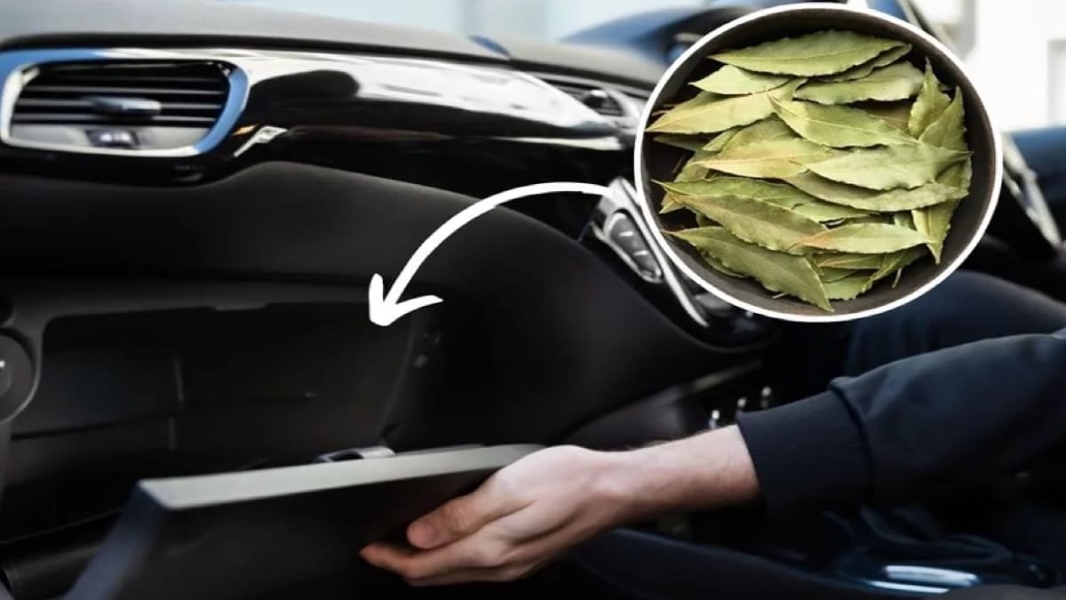 Le secret insoupçonné de la feuille de laurier en voiture : pourquoi tant de gens l’utilisent désormais sur la route