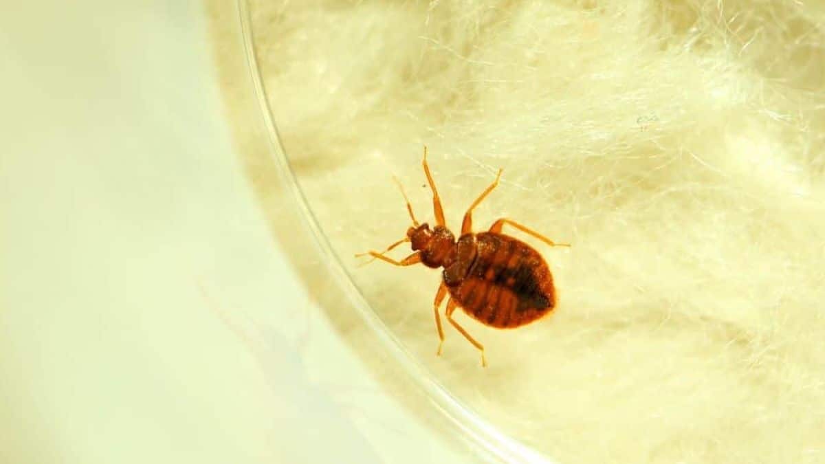 Les plantes à bannir impérativement de chez vous : elles attirent les punaises de lit