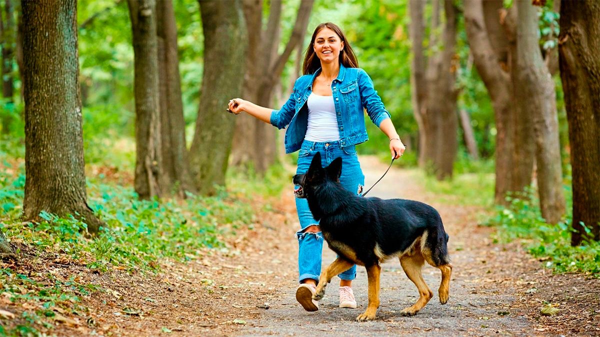 Urgence vétérinaire : cet ingrédient banal peut sauver la vie de votre chien face aux chenilles processionnaires