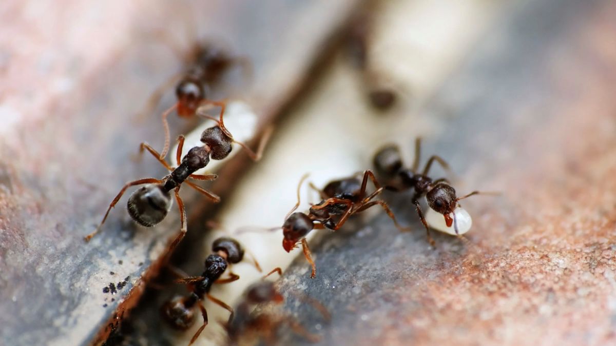 Ni sprays ni insecticides : cet ingrédient de cuisine élimine toutes les fourmis de votre maison en quelques heures