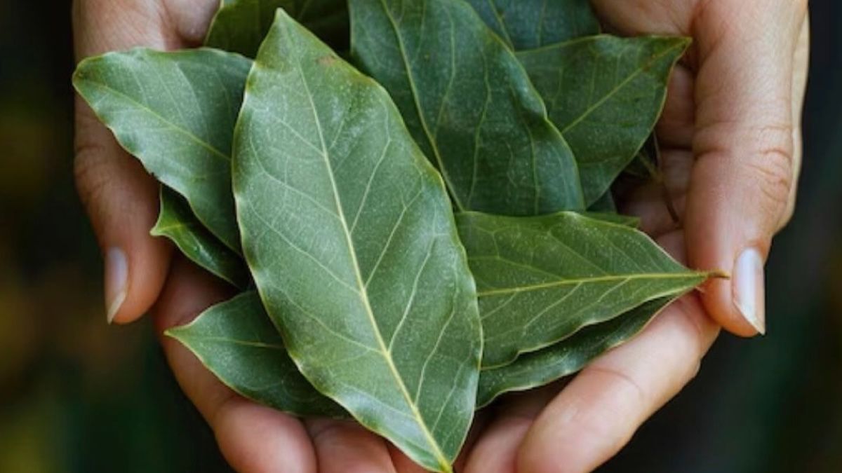 Voici comment une feuille de laurier peut effacer vos rides et redonner éclat en quelques jours
