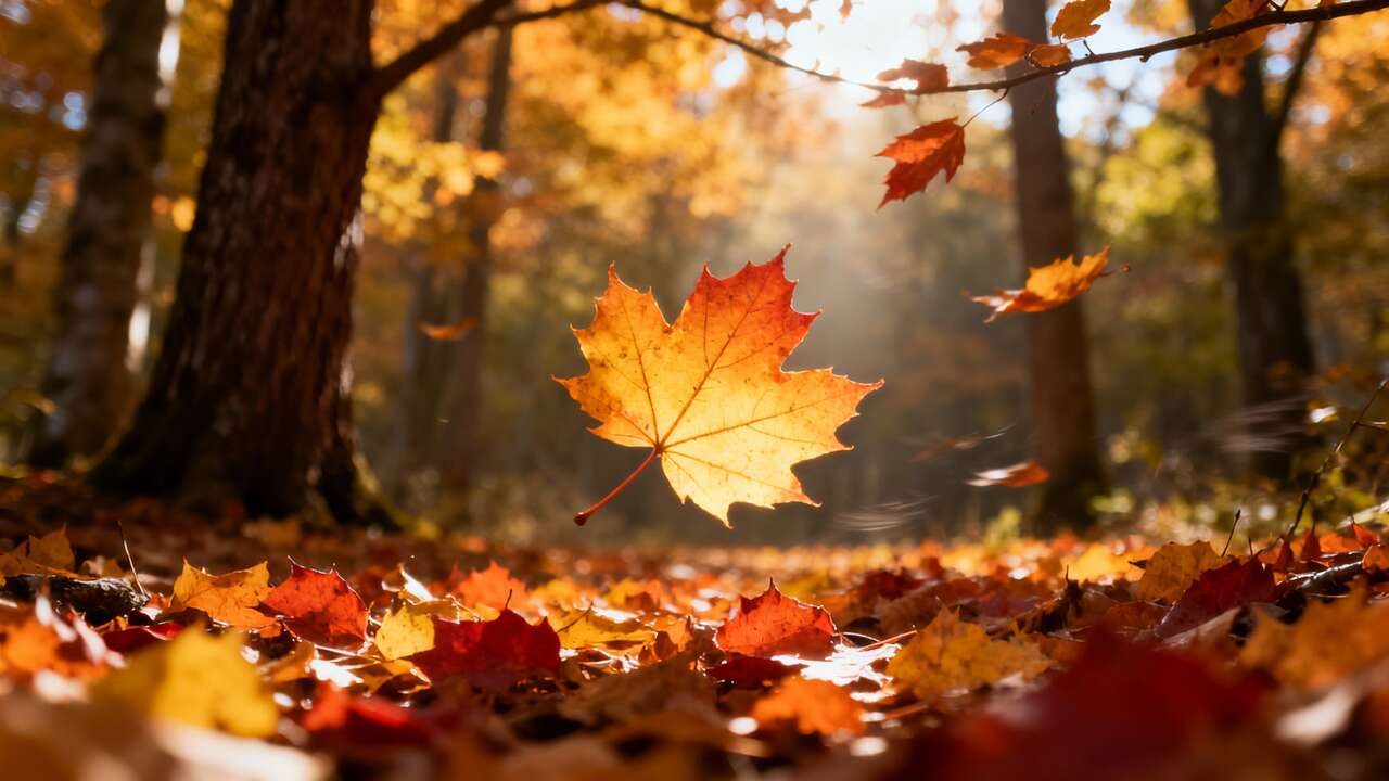 Elles tombent chaque automne… mais si vous les laissiez, ce qui se passe pourrait vous étonner