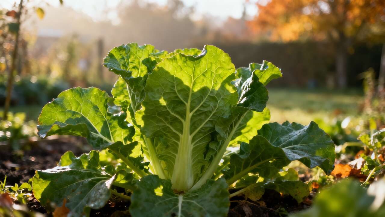 Ce semis souvent zappé en automne offre des feuilles croquantes et nutritives quand tout le potager semble endormi